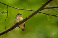 Lejsek maly - Ficedula parva - Red-breasted Flycatcher 5053